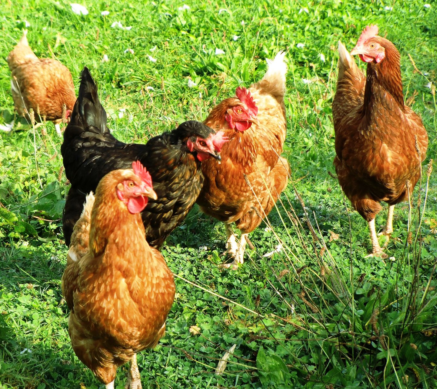 A group of free-range chickens roaming in a lush green field, representing KULA’s commitment to sourcing high-quality, local Swiss ingredients, including farm-fresh eggs.