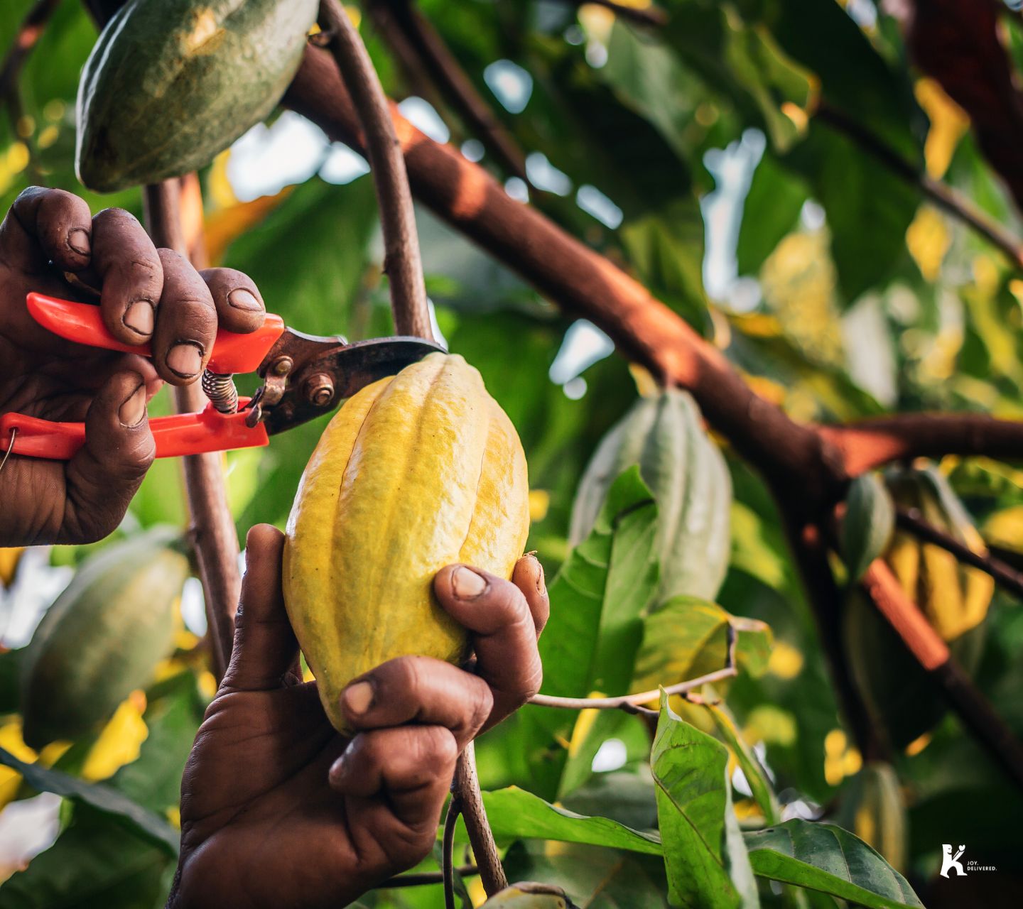 A cacao pod being carefully harvested by hand, representing the ethical and sustainable sourcing of premium chocolate—just like KULA’s partnership with Swiss chocolatier Felchlin for rich, high-quality brownies.