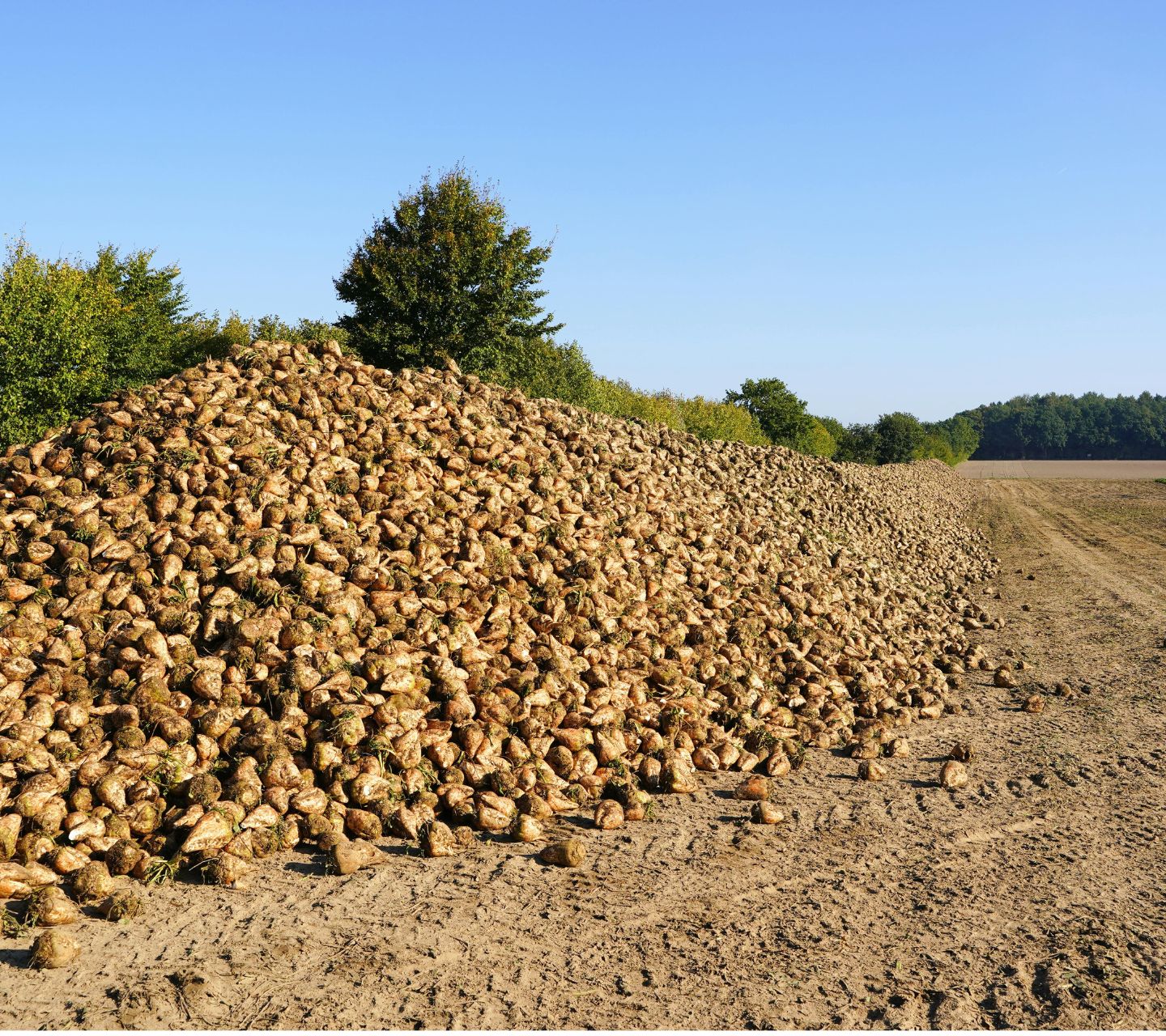 sugar beet harvest for high-quality sugar used in KULA brownies